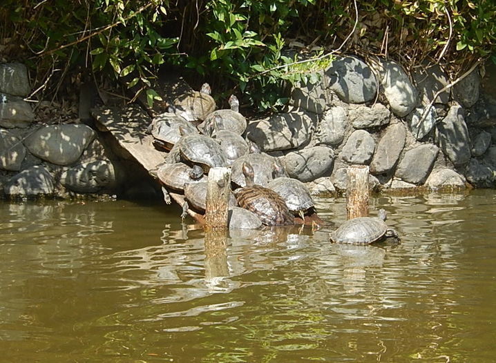 豊ヶ丘南公園に池にはたくさんカメがいる 多摩市の散歩道